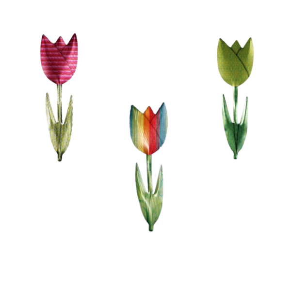 tulips