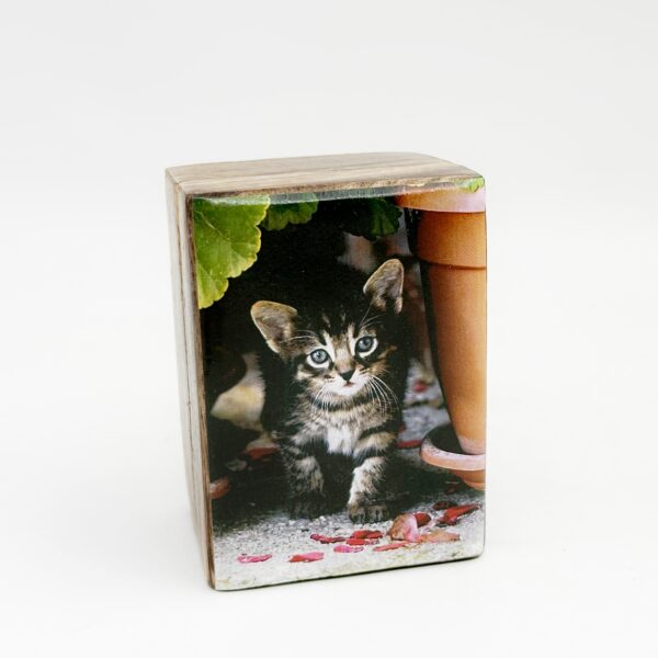 handmade wooden storage box-kitten in a pot